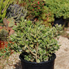 Variegated Jade Plant &