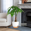 Money Tree Plant (Pachira aquatica) in an orange-base pot with a hidden water spout, placed near a white armchair and fireplace.