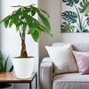 A Money Tree Plant ‘Pachira aquatica’ on a wooden side table next to a light gray sofa in a bright living room with leafy wall art.