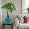 Money Tree Plant ‘Pachira aquatica’ with vibrant green leaves on a round table near a light sofa and window, adding feng shui charm.