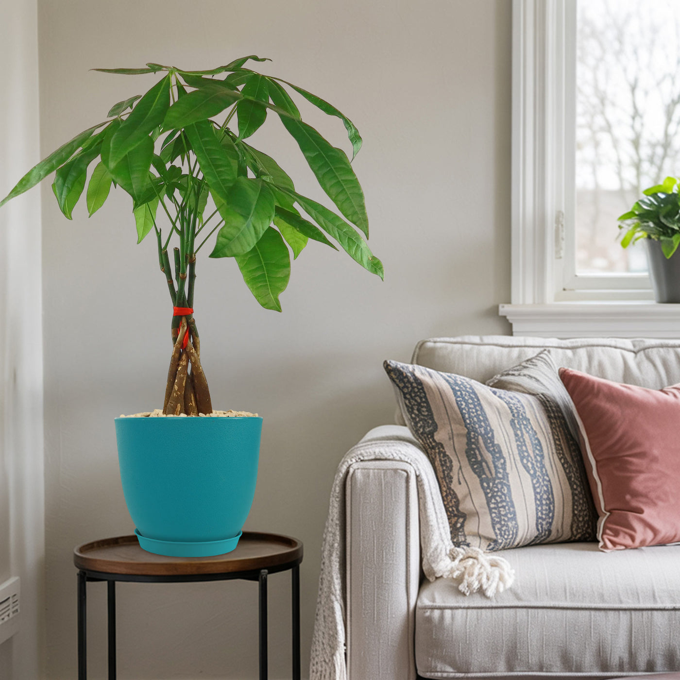 money tree in living room Shop 'Money Tree Plants- Pachira aquatica' Care & Info