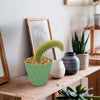 Monkey Tail Cactus – Cleistocactus colademononis 