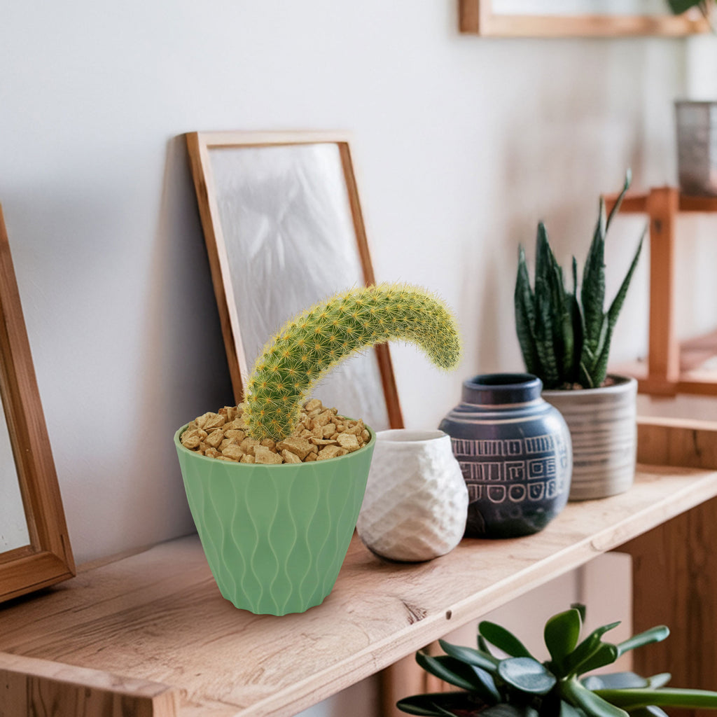 Monkey Tail Cactus – Cleistocactus colademononis 