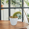 Monkey Tail Cactus – Cleistocactus colademononis 