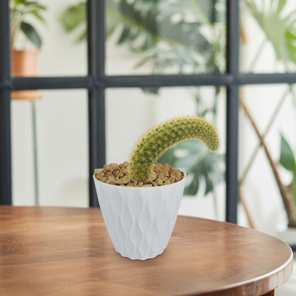 Monkey Tail Cactus – Cleistocactus colademononis 