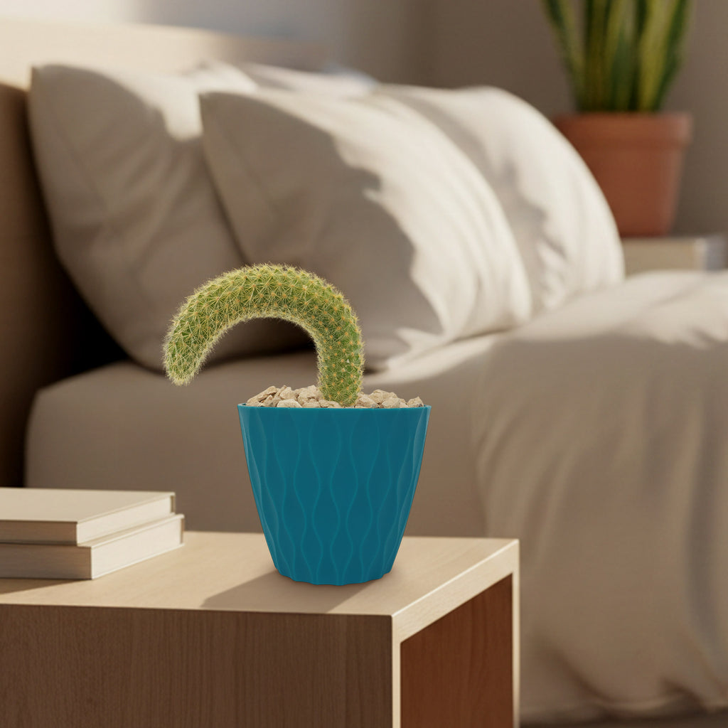 Monkey Tail Cactus – Cleistocactus colademononis 