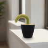 Monkey Tail Cactus – Cleistocactus colademononis 