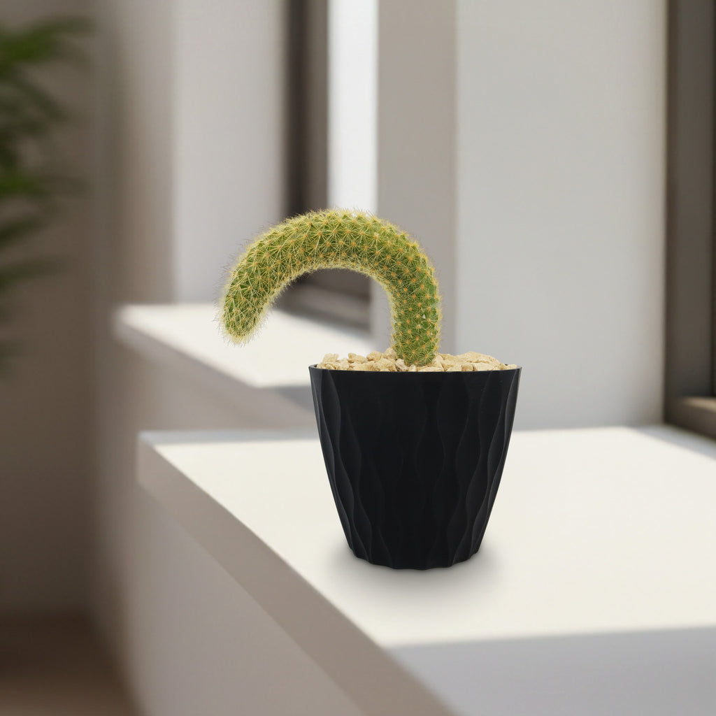Monkey Tail Cactus – Cleistocactus colademononis 