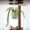 Monkey Tail Cactus – Cleistocactus colademononis 