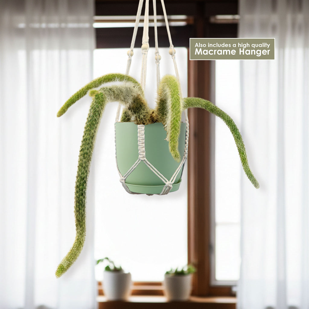 Monkey Tail Cactus – Cleistocactus colademononis 