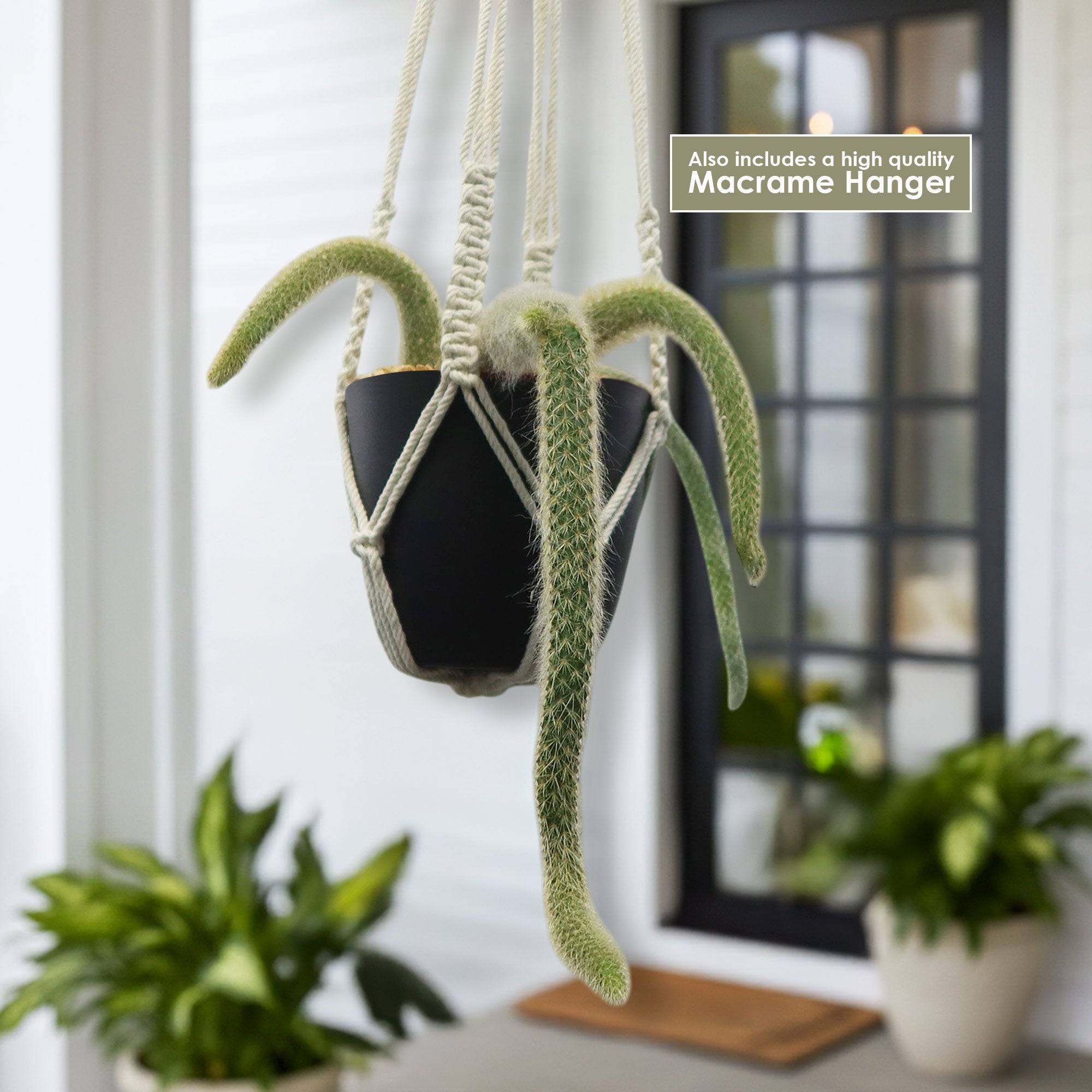 Monkey Tail Cactus – Cleistocactus colademononis 