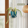 Monkey Tail Cactus – Cleistocactus colademononis 