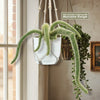 Monkey Tail Cactus – Cleistocactus colademononis 