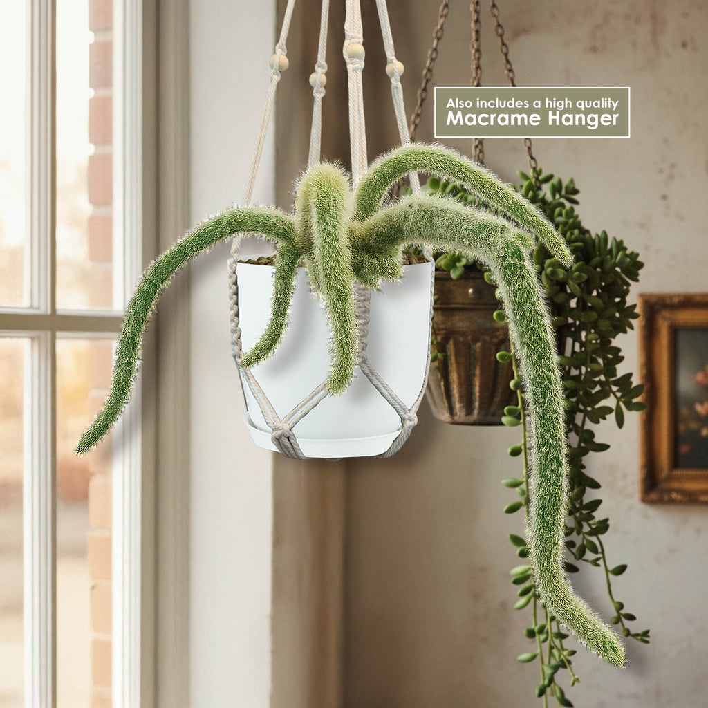 Monkey Tail Cactus – Cleistocactus colademononis 