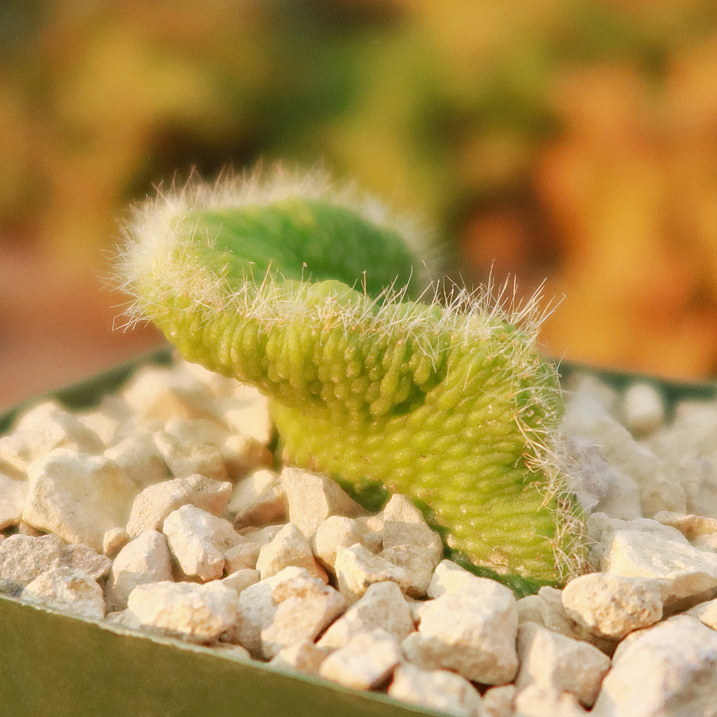 Crested Monkey Tail Cactus – Cleistocactus colademononis ‘Crested’