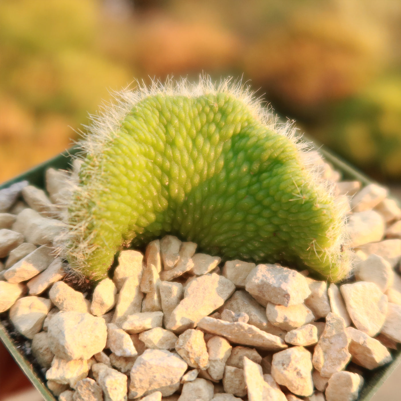 Crested Monkey Tail Cactus – Cleistocactus colademononis ‘Crested’