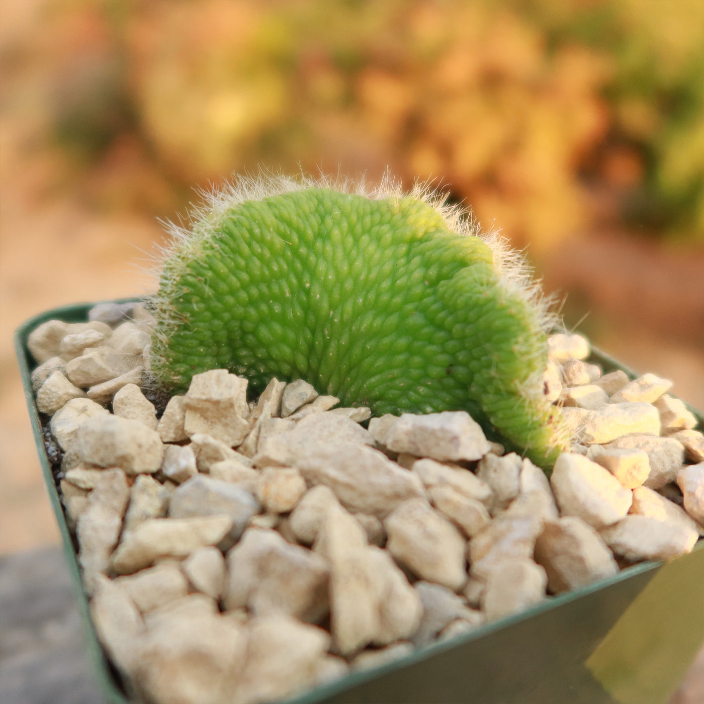 Crested Monkey Tail Cactus – Cleistocactus colademononis ‘Crested’