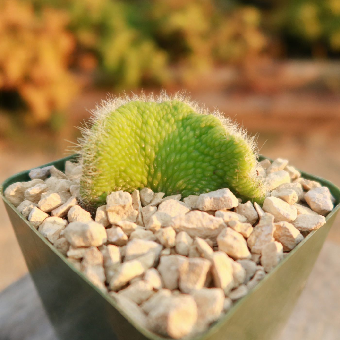 Crested Monkey Tail Cactus – Cleistocactus colademononis ‘Crested’