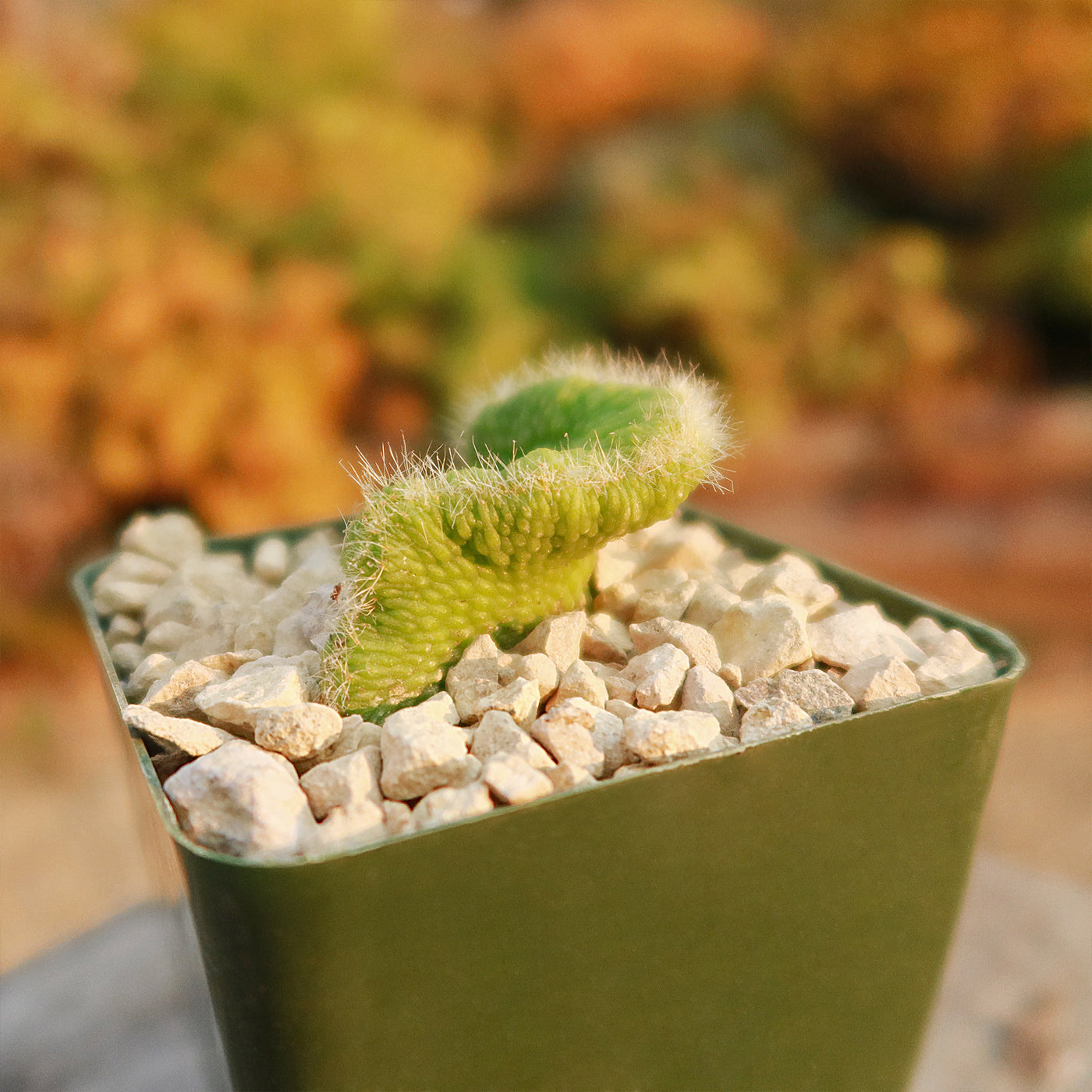 Crested Monkey Tail Cactus – Cleistocactus colademononis ‘Crested’