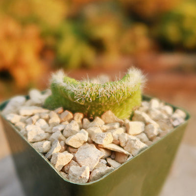 Crested Monkey Tail Cactus – Cleistocactus colademononis ‘Crested’