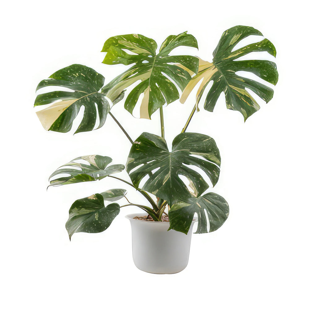 Thai Constellation Monstera  