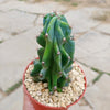 Monstrose Apple Cactus &