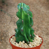 Monstrose Apple Cactus &