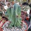 Monstrose Apple Cactus &