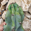 Monstrose Apple Cactus &