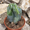 Monstrose Apple Cactus &