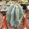 Monstrose Apple Cactus &