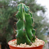 Monstrose Apple Cactus &