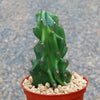 Monstrose Apple Cactus &