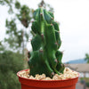 Monstrose Apple Cactus &