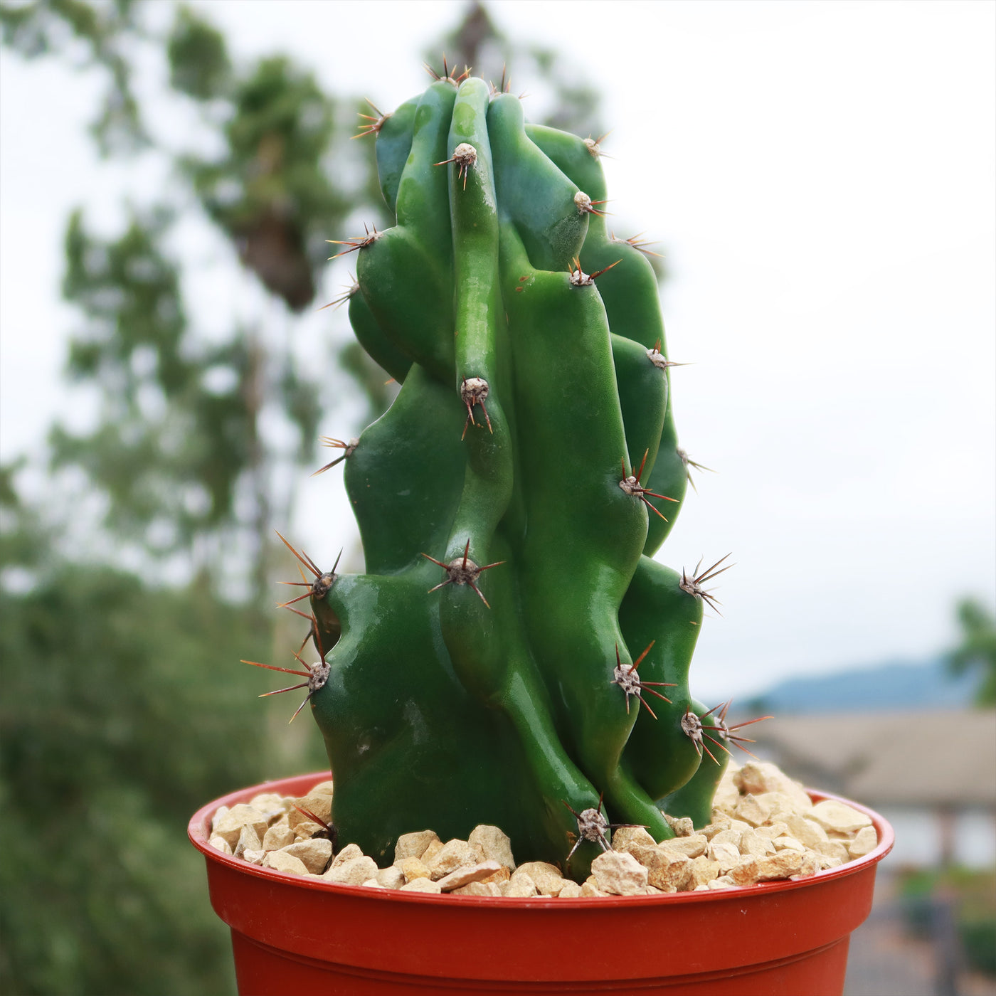 san pedro monstrose cactus Monstrose Apple Cactus 'Cereus peruvianus monstrose'