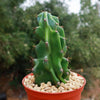 Monstrose Apple Cactus &