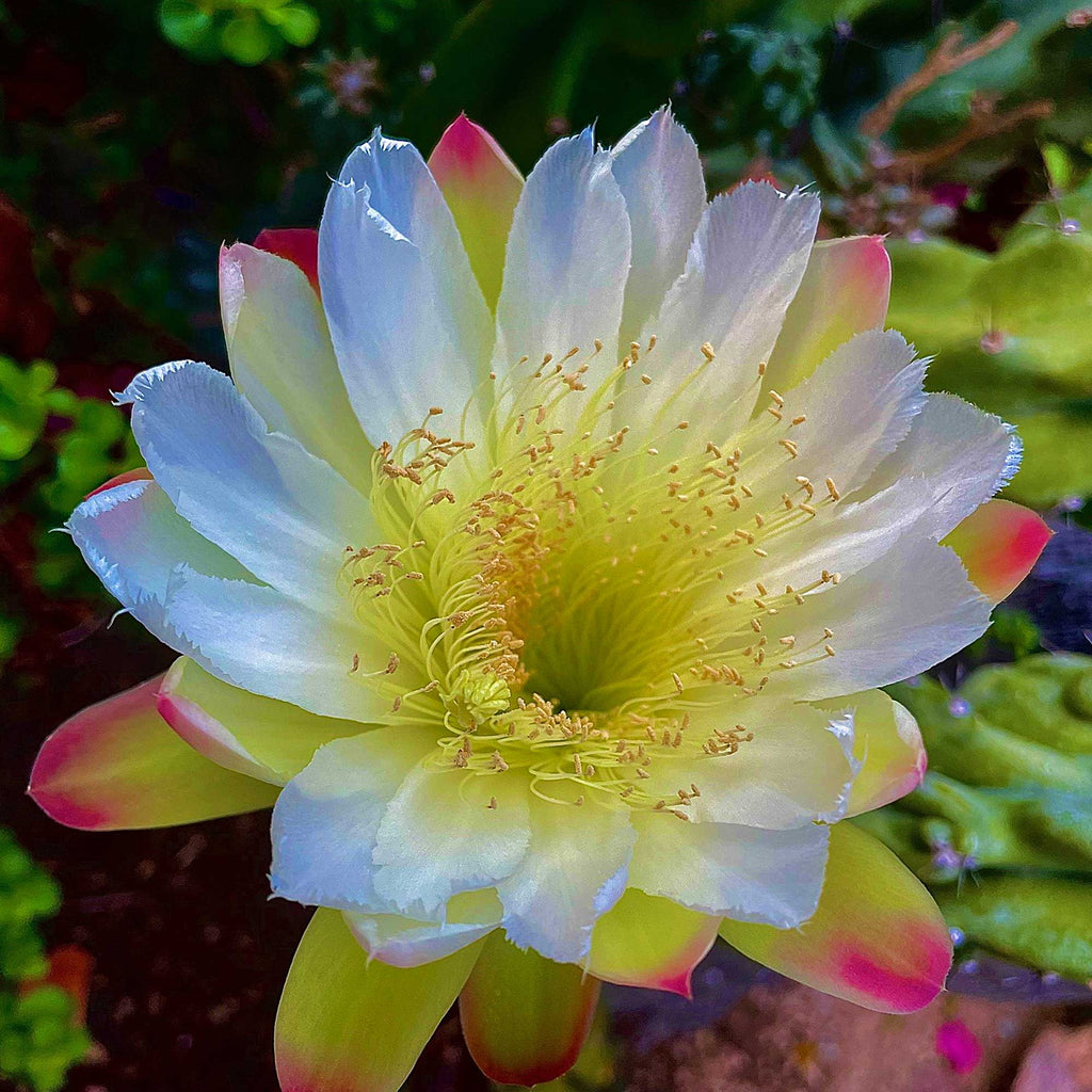 Monstrose Apple Cactus &