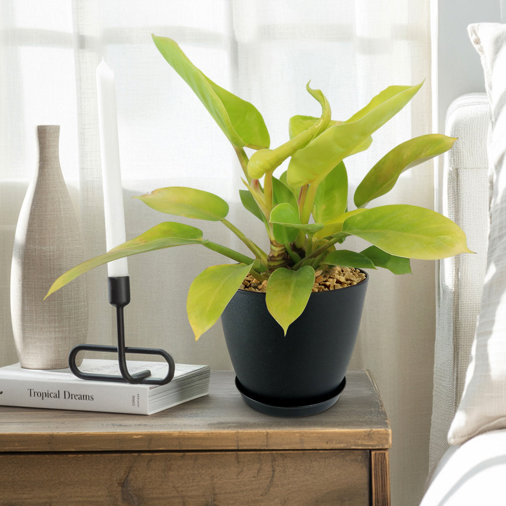 Potted indoor plant with glossy green leaves beside a small Buddha statue