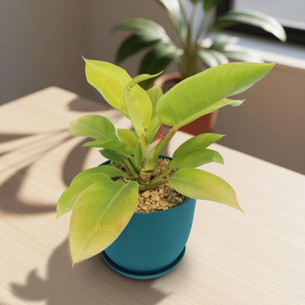 Potted indoor plant with glossy green leaves beside a small Buddha statue