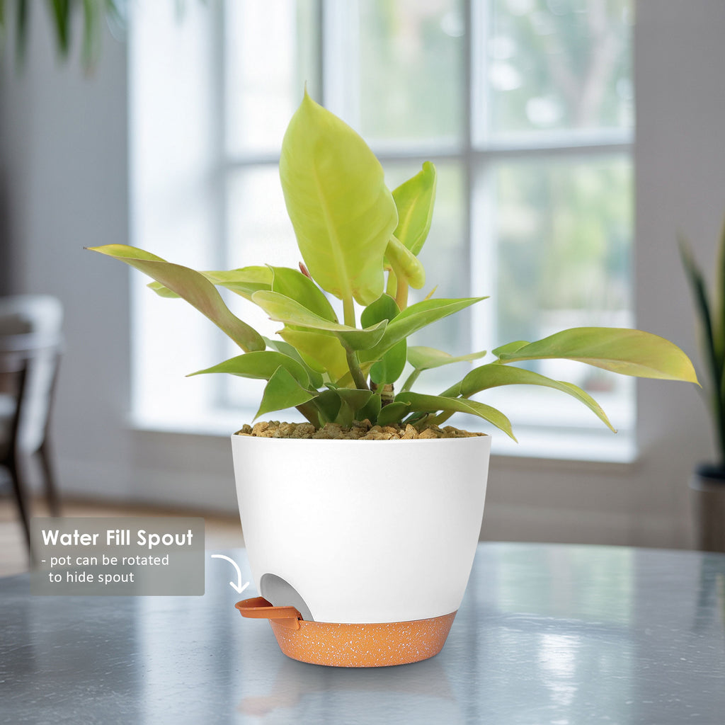 Potted indoor plant with glossy green leaves beside a small Buddha statue