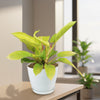 Moonlight Philodendron