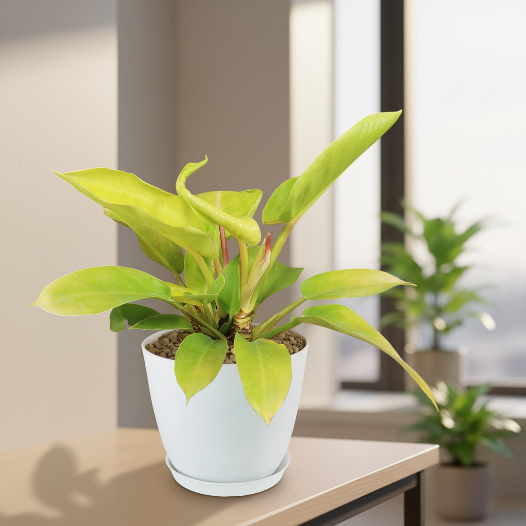 Potted indoor plant with glossy green leaves beside a small Buddha statue