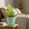 Moonlight Philodendron