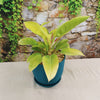 Moonlight Philodendron