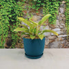 Moonlight Philodendron