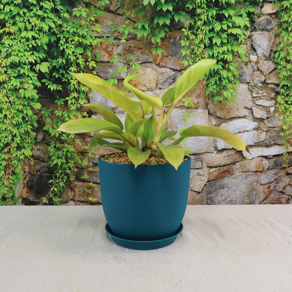 Potted indoor plant with glossy green leaves beside a small Buddha statue