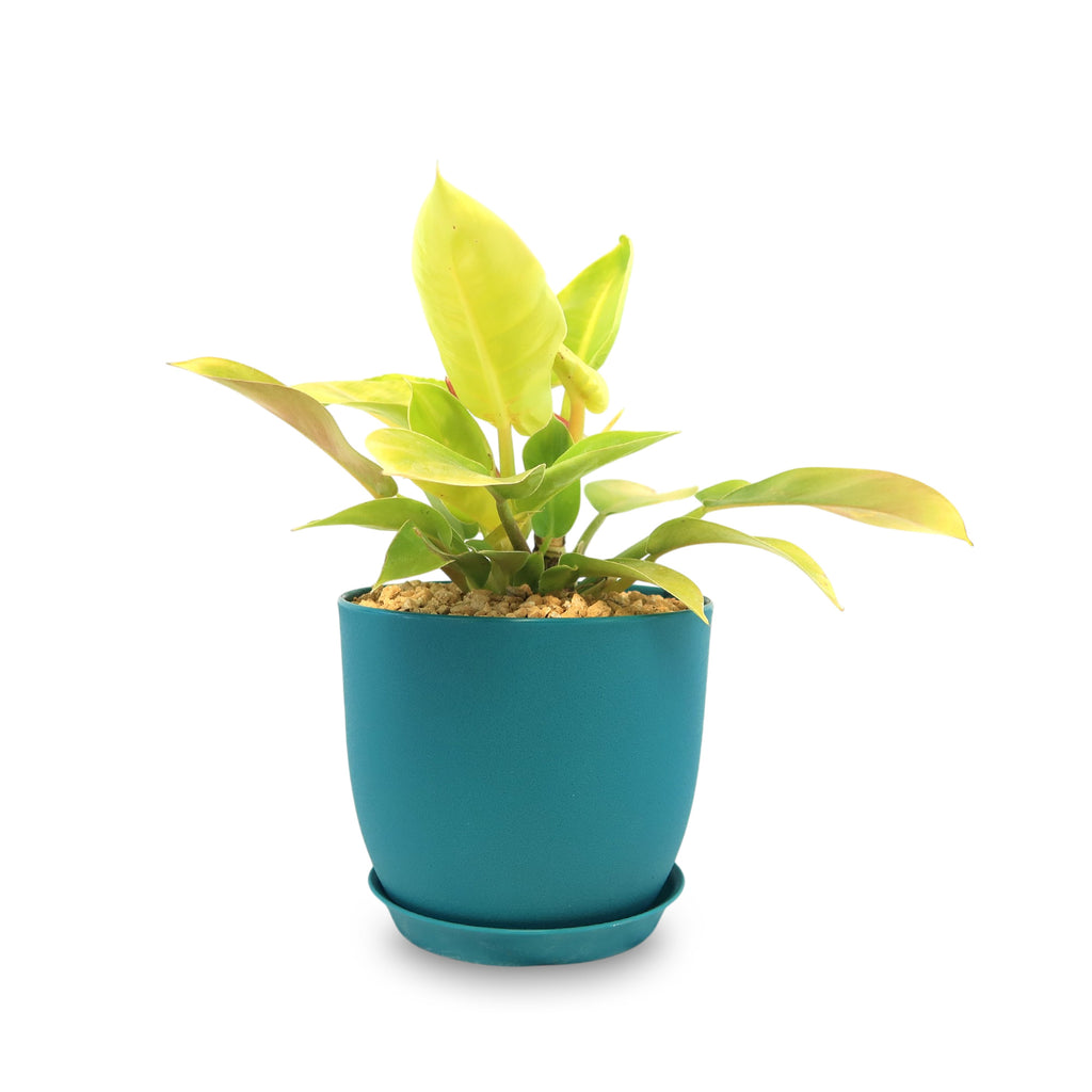 Potted indoor plant with glossy green leaves beside a small Buddha statue