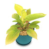 Moonlight Philodendron