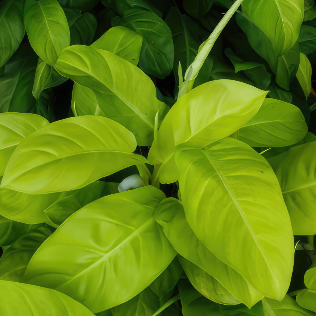 Philodendron Moonlight Plant