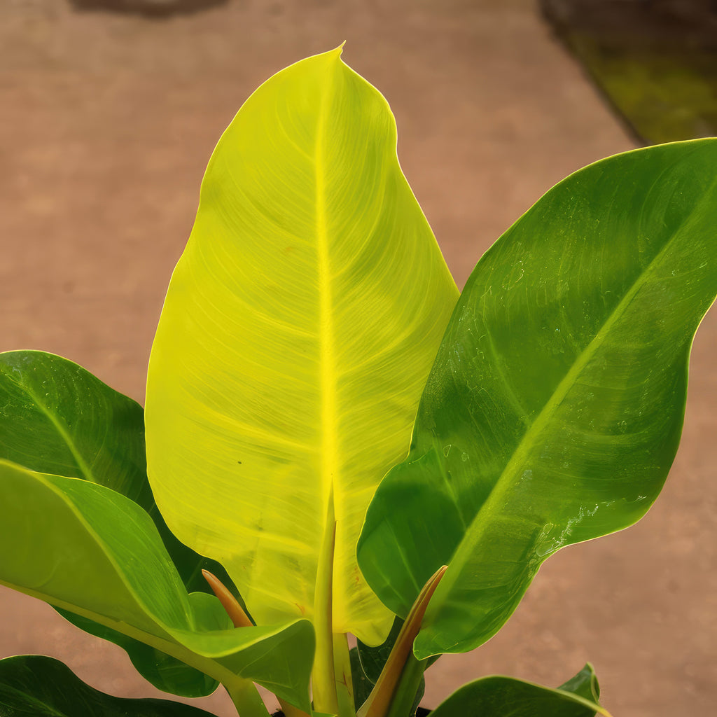 Philodendron Moonlight Plant